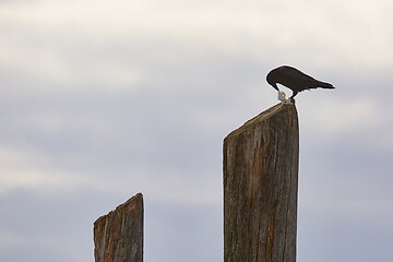 Image showing Crow on wooden pole