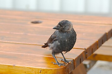 Image showing Young crow on a table