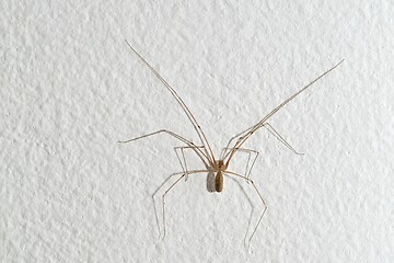 Image showing Spider on the wall