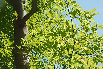 Image showing Spring Green Leaves