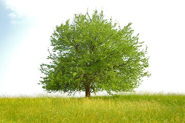 Image showing Tree on a field