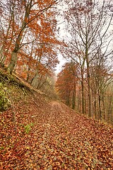 Image showing Autumn forest path