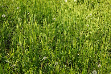 Image showing Green Grass Field