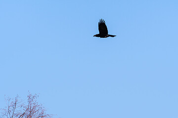 Image showing Black Raven bird in flight