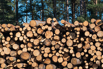 Image showing Pulpwood biomass stacked in a logpile