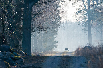 Image showing Roe deer in the first morning light