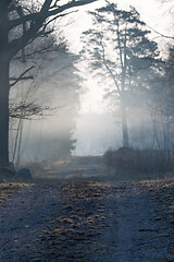 Image showing Foggy country road in the forest