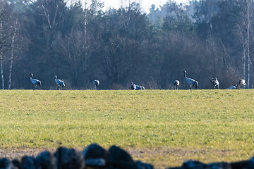 Image showing Floch with common cranes