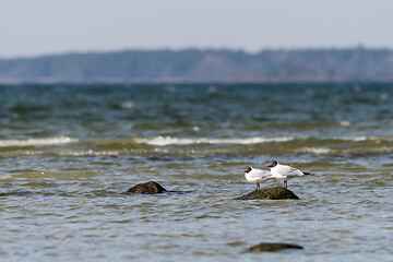 Image showing Couple gulls on a stone by the coast