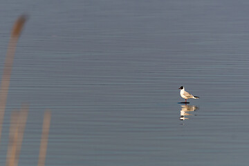 Image showing Seagull standing on a rock by seaside