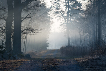 Image showing Misty dirt road in the woods