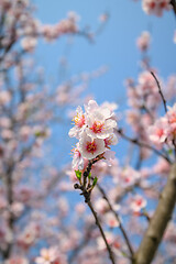 Image showing Macro closeup of blooming almond tree pink flowers during springtime