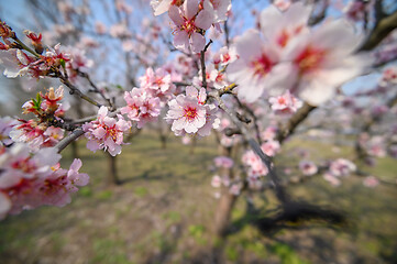 Image showing Macro closeup of blooming almond tree pink flowers during springtime