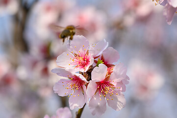 Image showing Macro closeup of blooming almond tree pink flowers with flying bee