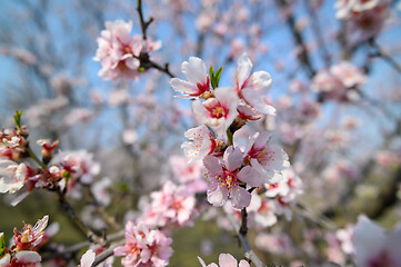 Image showing Closeup of blooming almond tree pink flowers during springtime