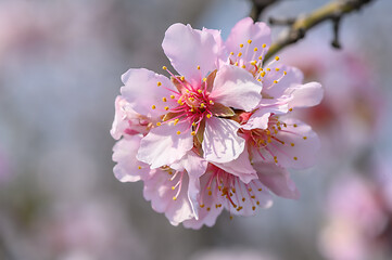 Image showing Macro closeup of blooming almond tree pink flowers during springtime