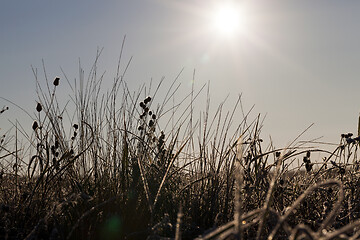 Image showing grass in winter