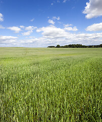 Image showing field with green wheat.