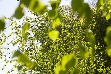 Image showing Green foliage birch spring