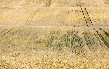 Image showing Yellow field with cereal