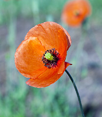 Image showing Red Poppy in the field