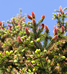 Image showing springtime close up