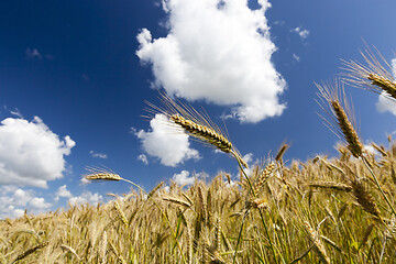 Image showing gold wheat