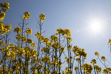 Image showing Yellow blossoming rape