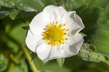 Image showing strawberry blossoming