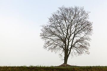 Image showing tree on a hill