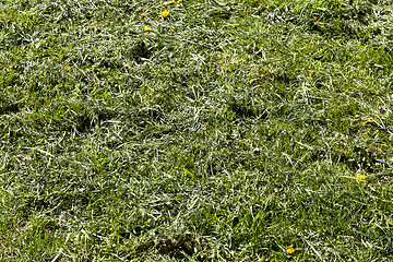 Image showing Mowed hay