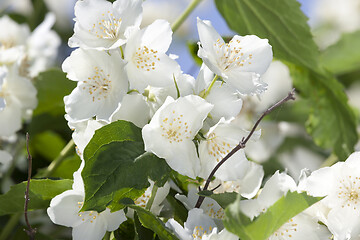 Image showing White jasmine flowers