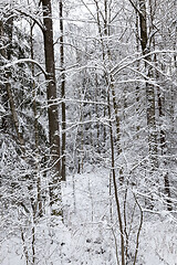 Image showing Snow drifts in winter