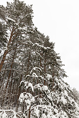 Image showing tree with snow