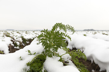 Image showing ripe carrot under snow