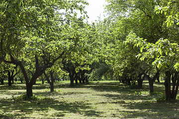 Image showing green public park.