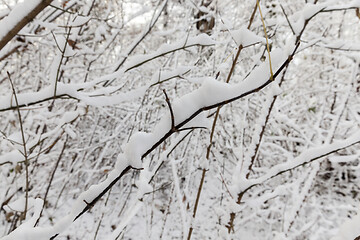 Image showing snow covered trees