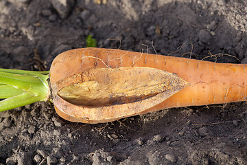 Image showing Cracked carrots, close-up