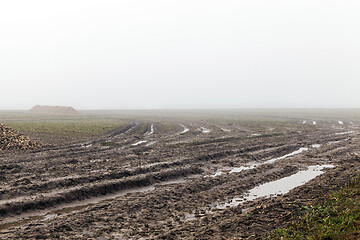 Image showing the harvest of sugar beet