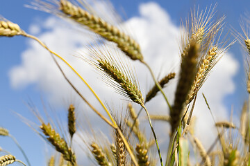 Image showing Ears of wheat