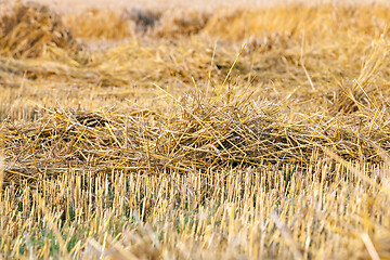 Image showing straw soil crop