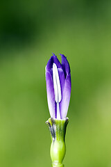 Image showing Blue Iris