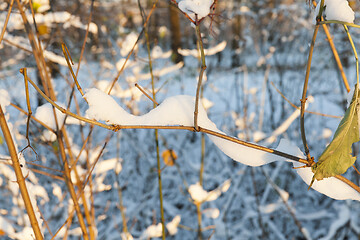 Image showing snow-covered branches of a bush