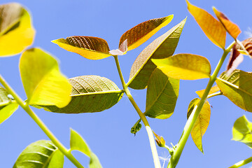 Image showing Spring garden, close-up