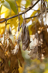 Image showing Yellow foliage, autumn