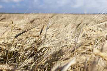 Image showing agricultural field and blue sky