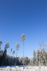 Image showing forest trees