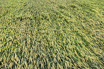 Image showing wheat field in belarus