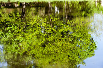 Image showing Green leaves reflecting in water