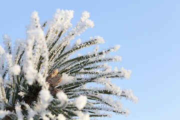 Image showing Snow drifts in winter